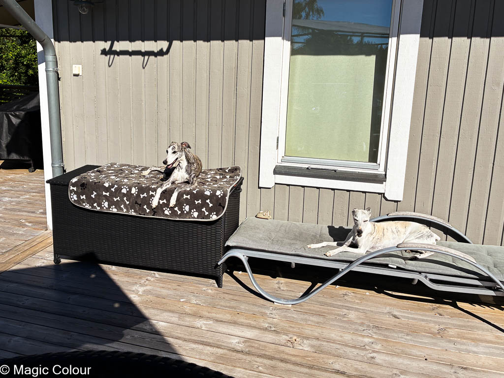Kennel Magic Colour whippet