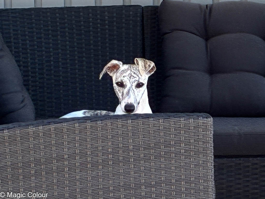 Kennel Magic Colour whippet