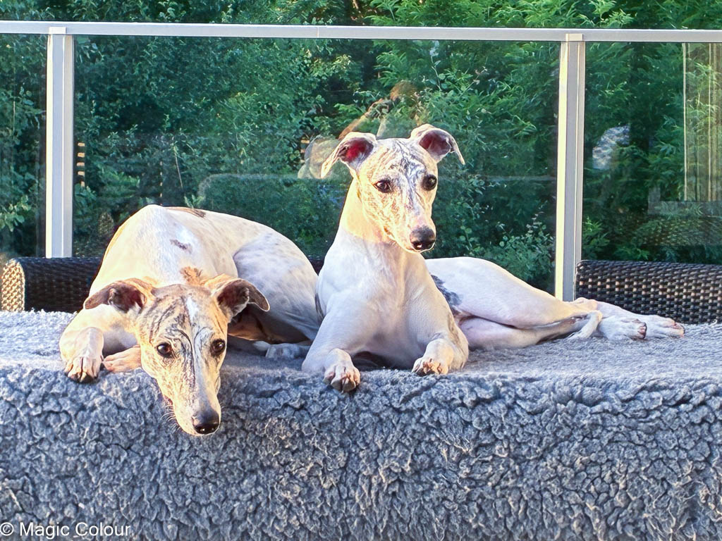 Kennel Magic Colour whippet