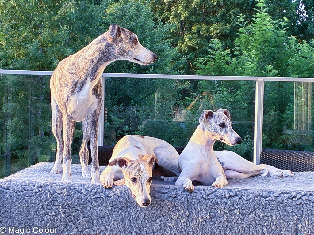 Kennel Magic Colour whippet