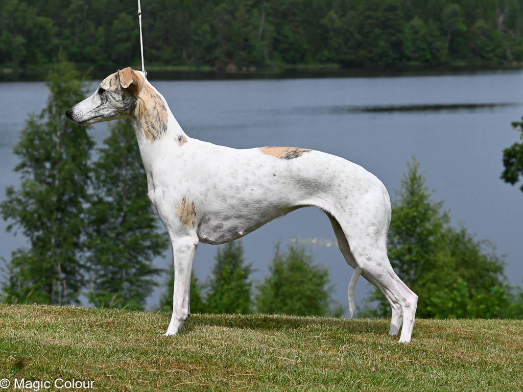 Kennel Magic Colour whippet