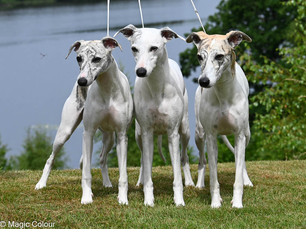 Kennel Magic Colour whippet