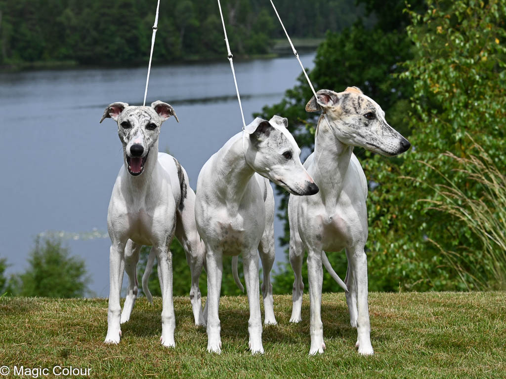 Kennel Magic Colour whippet