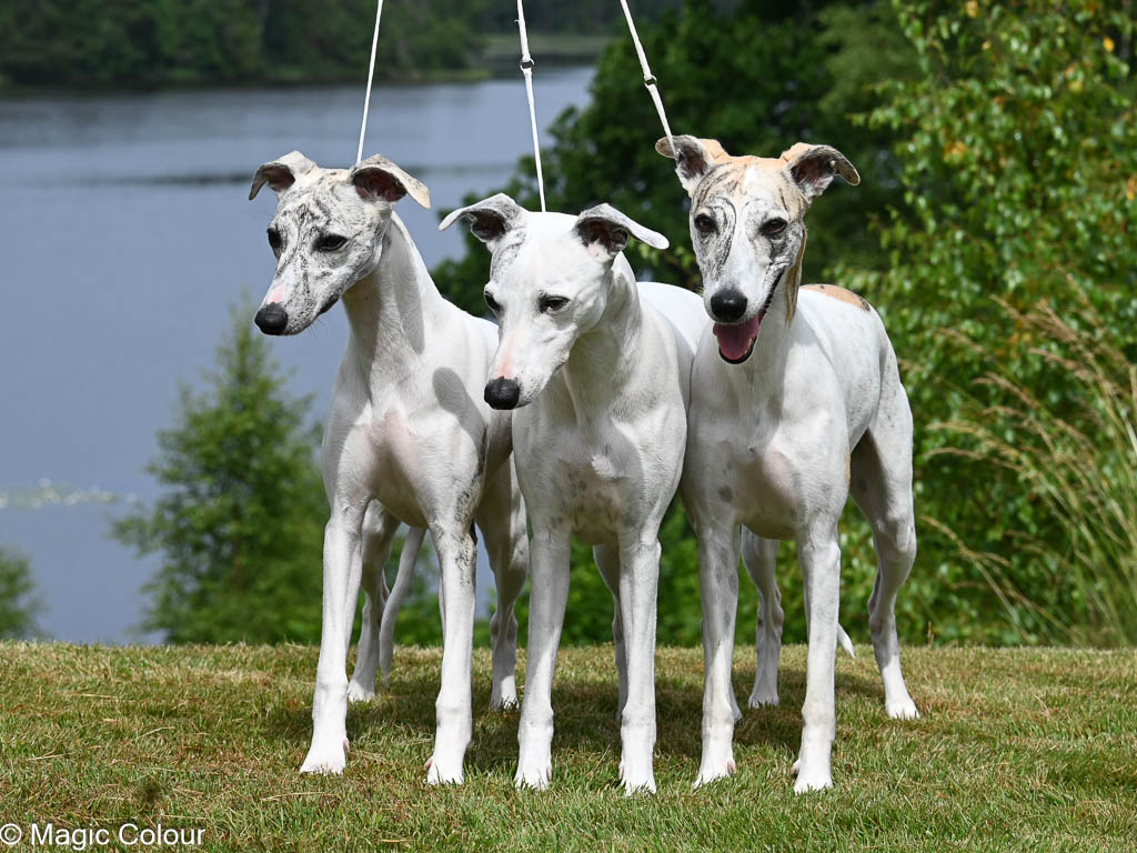 Kennel Magic Colour whippet