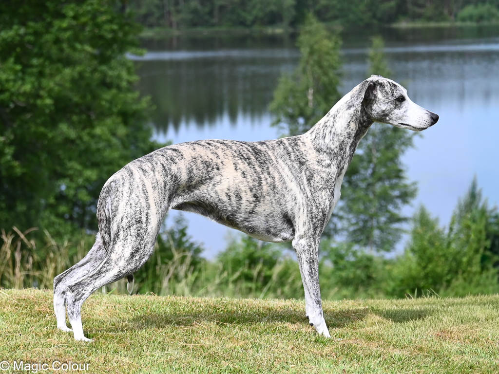 Kennel Magic Colour whippet