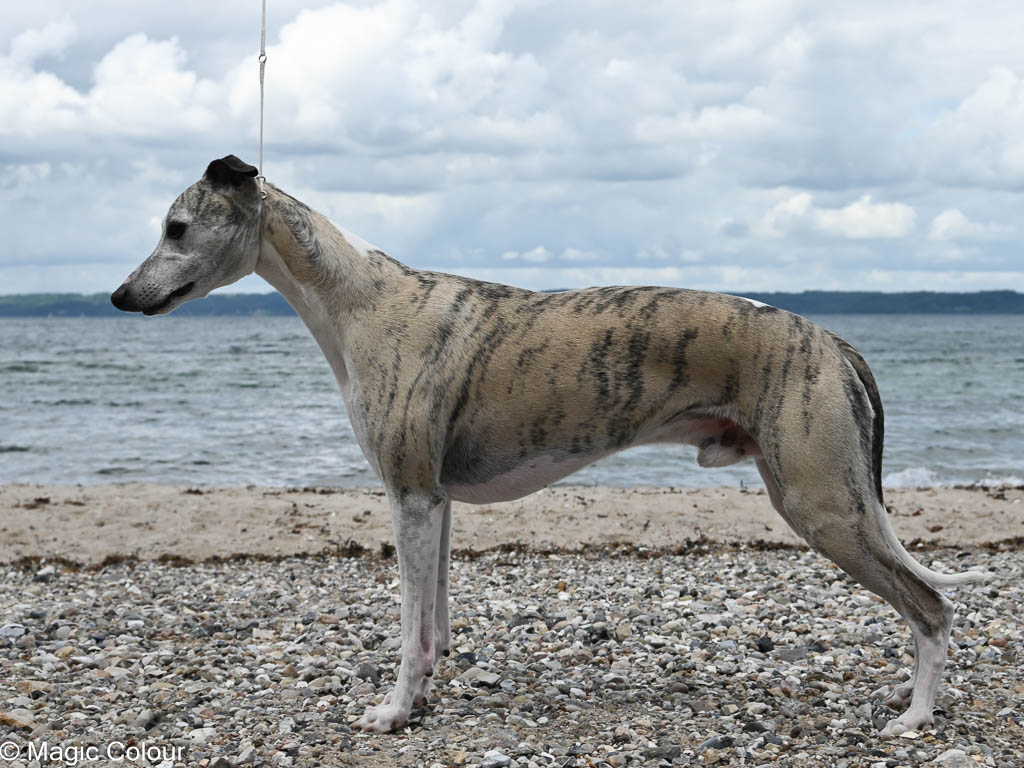 Kennel Magic Colour whippet