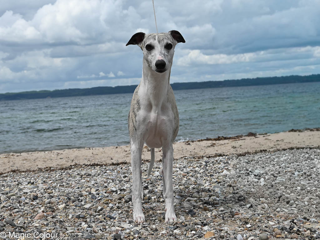 Kennel Magic Colour whippet