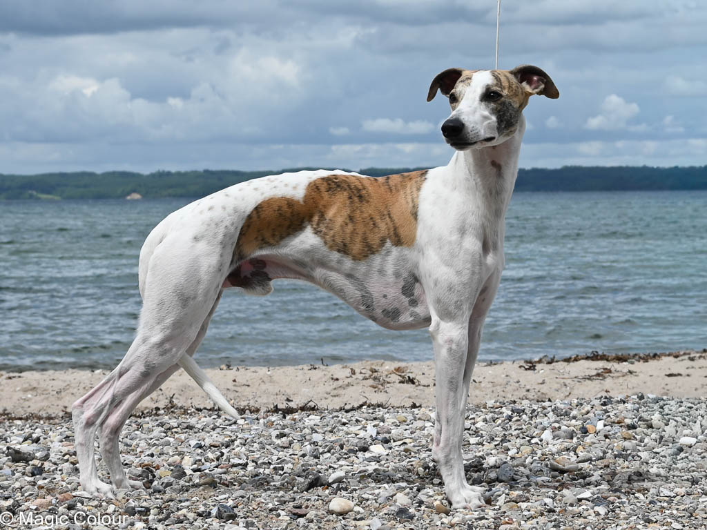 Kennel Magic Colour whippet
