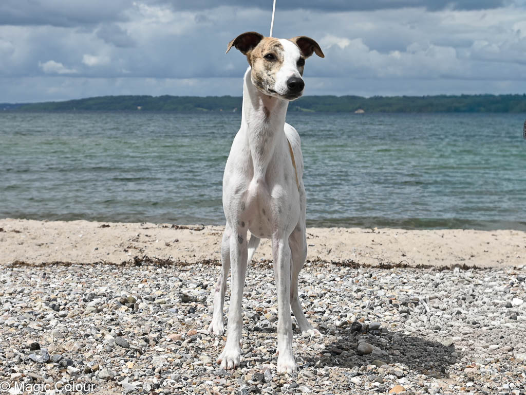 Kennel Magic Colour whippet