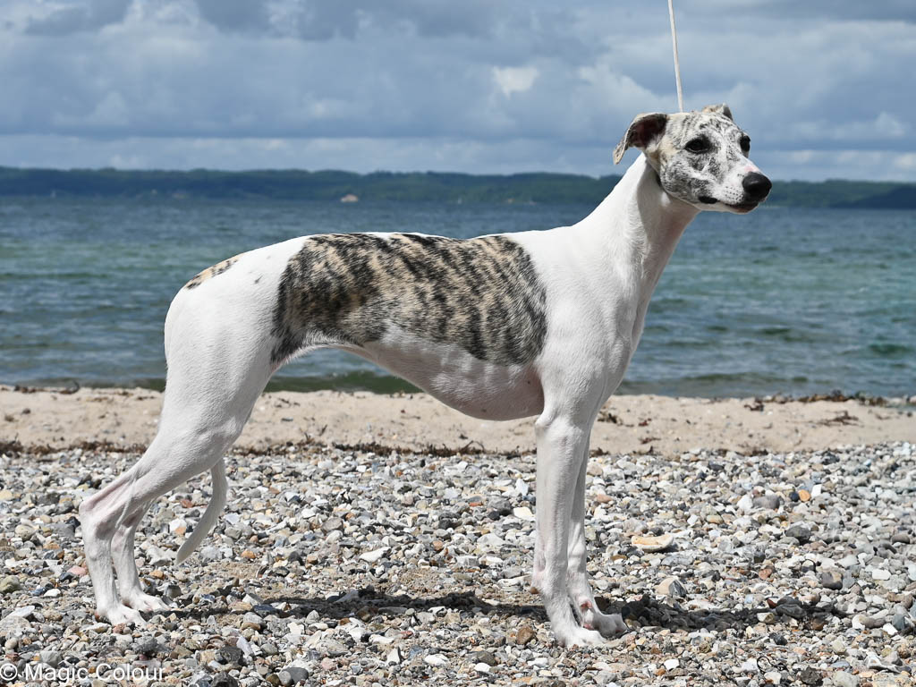 Kennel Magic Colour whippet