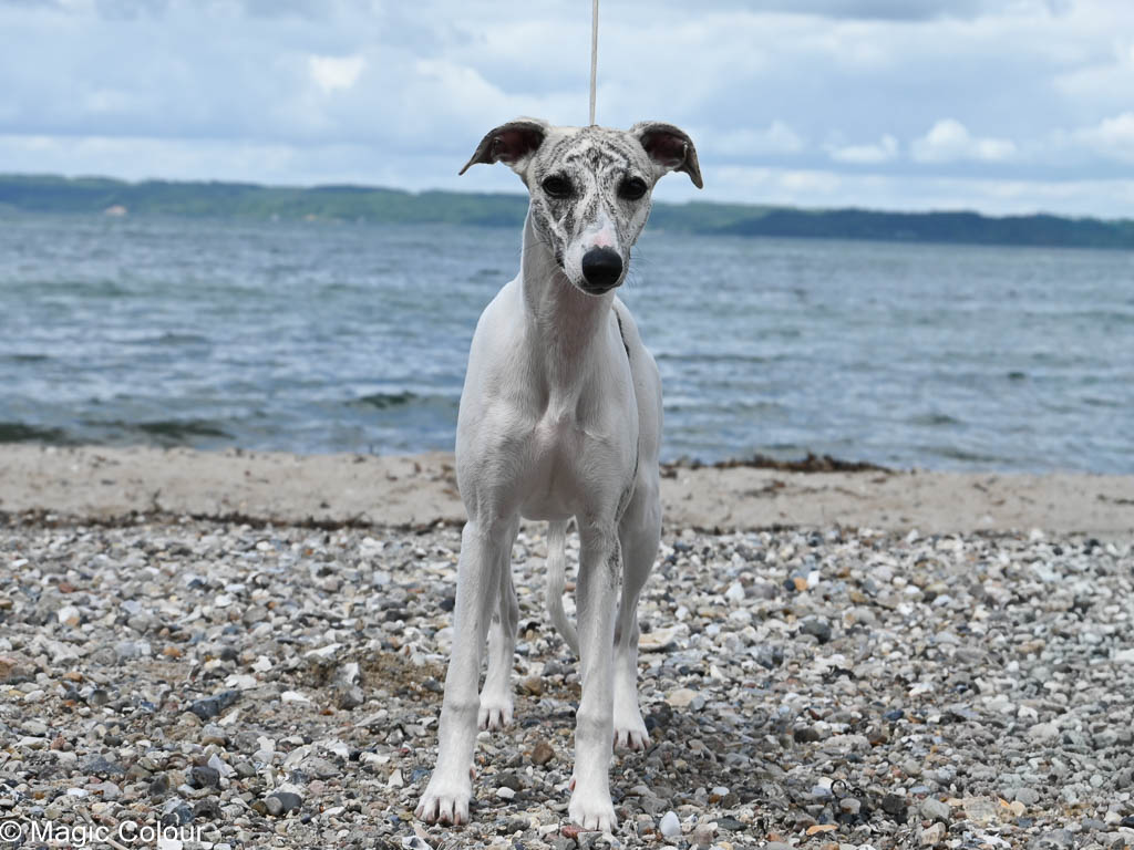 Kennel Magic Colour whippet