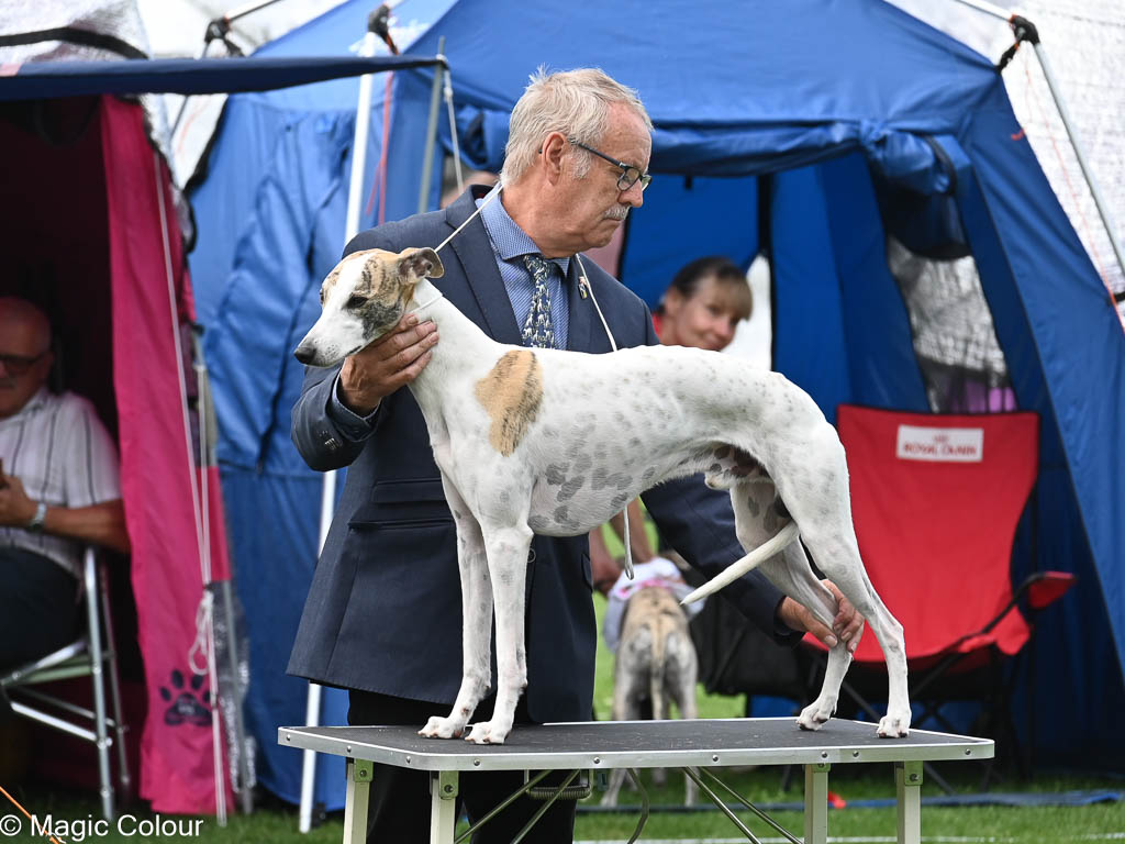 Kennel Magic Colour whippet