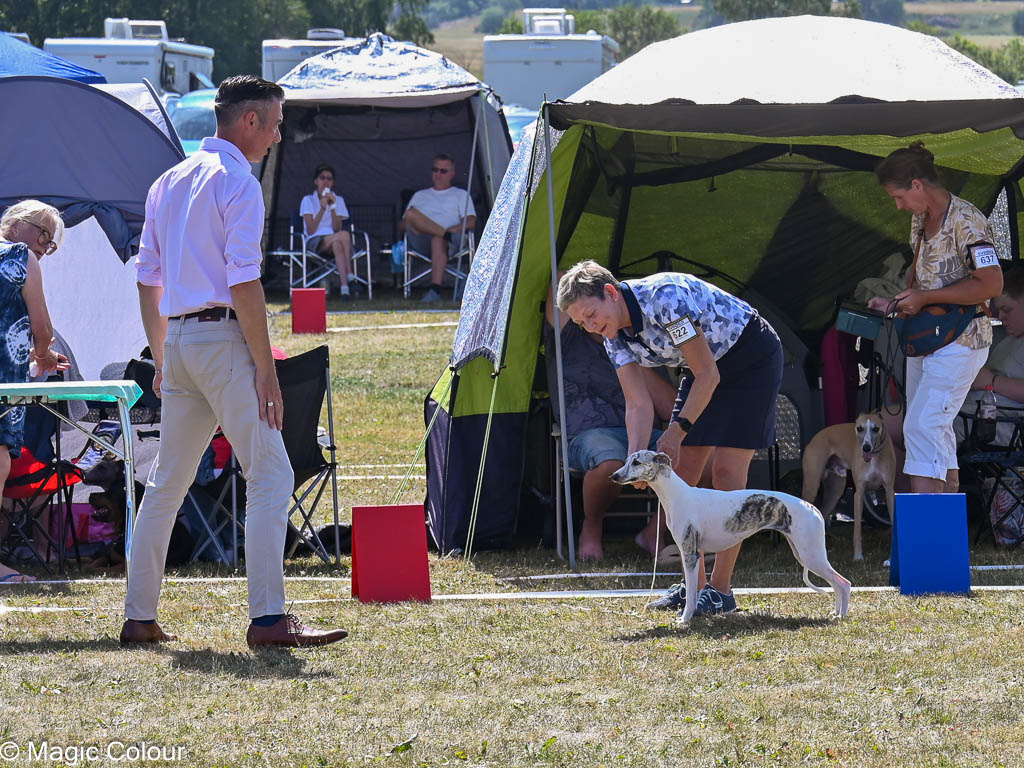 Kennel Magic Colour whippet