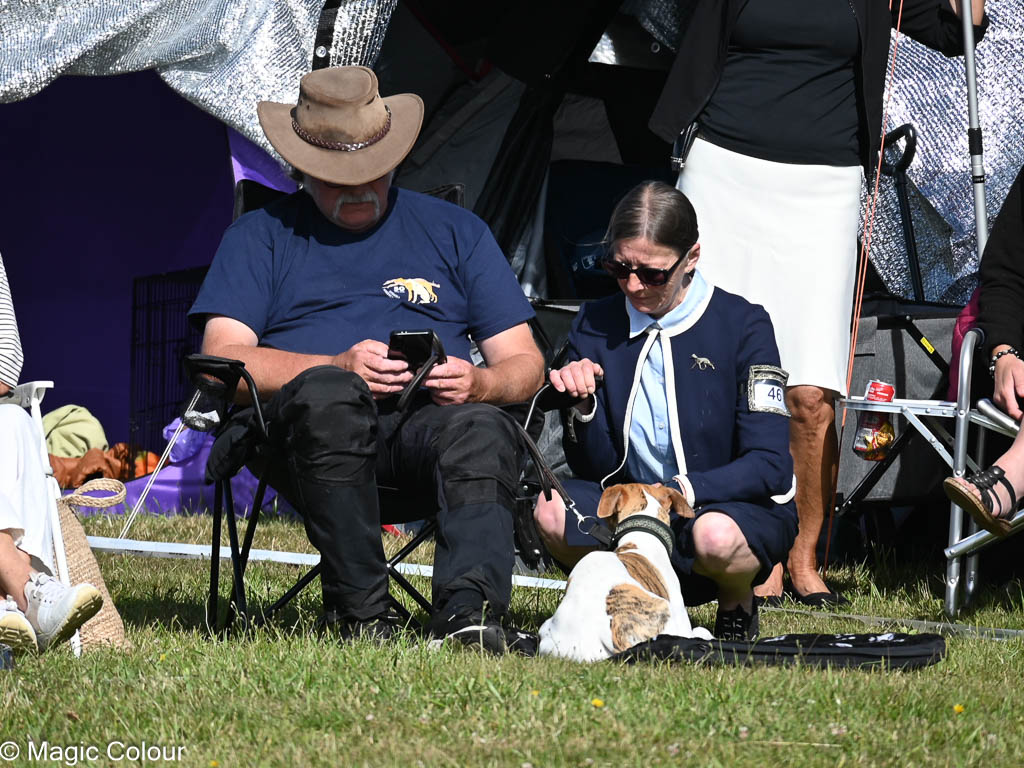 Kennel Magic Colour whippet
