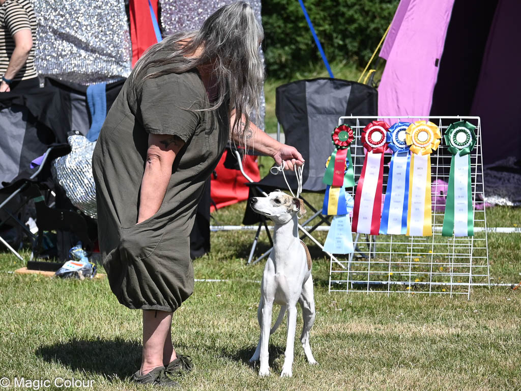 Kennel Magic Colour whippet