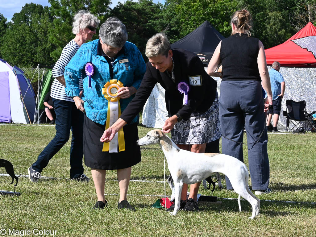 Kennel Magic Colour whippet