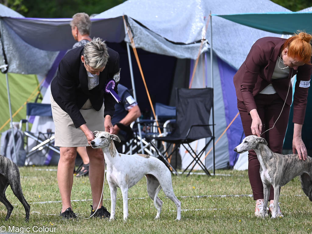 Kennel Magic Colour whippet