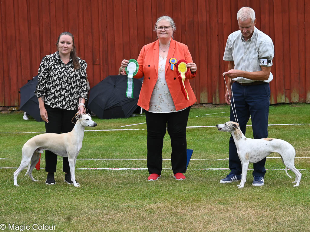 Kennel Magic Colour whippet