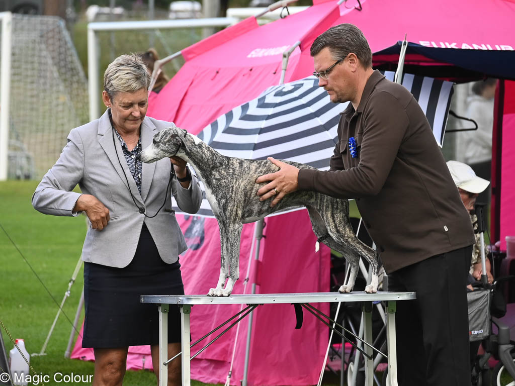 Kennel Magic Colour whippet