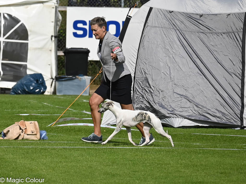 Kennel Magic Colour whippet