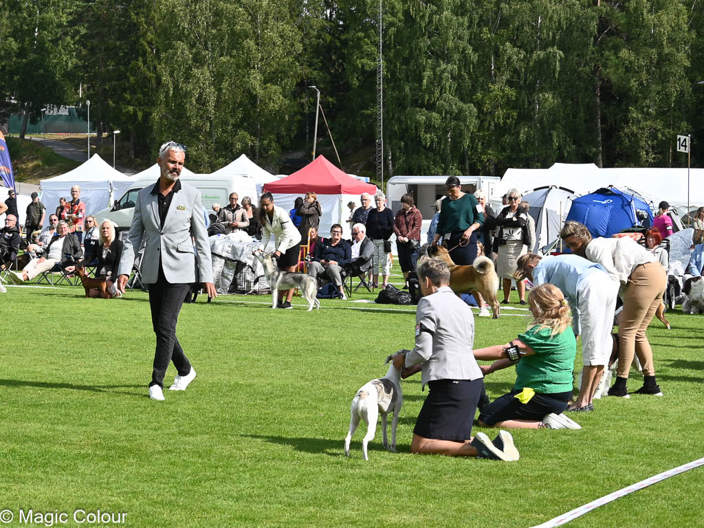 Kennel Magic Colour whippet