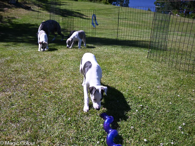 Kennel Magic Colour whippet