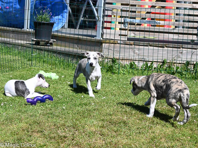 Kennel Magic Colour whippet