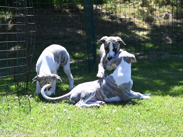 Kennel Magic Colour whippet