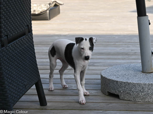 Kennel Magic Colour whippet