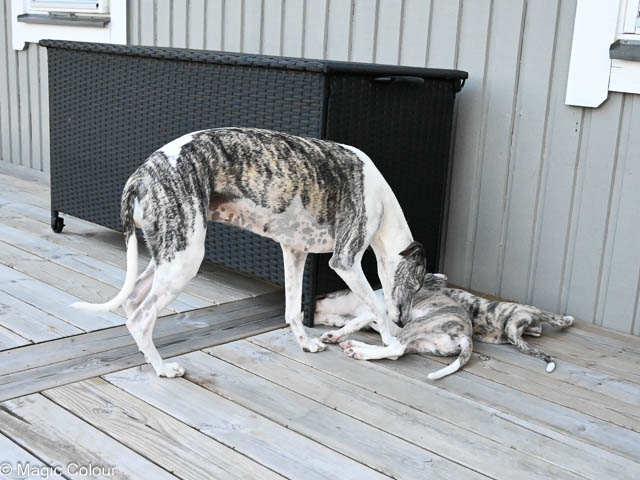 Kennel Magic Colour whippet