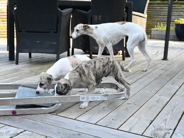 Kennel Magic Colour whippet