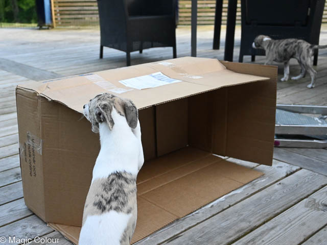 Kennel Magic Colour whippet