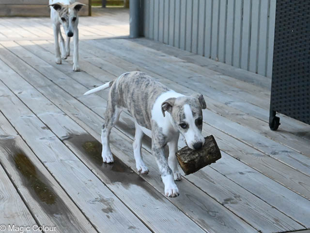 Kennel Magic Colour whippet