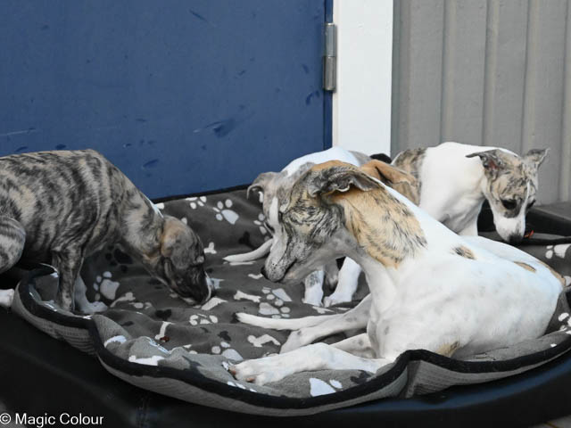 Kennel Magic Colour whippet