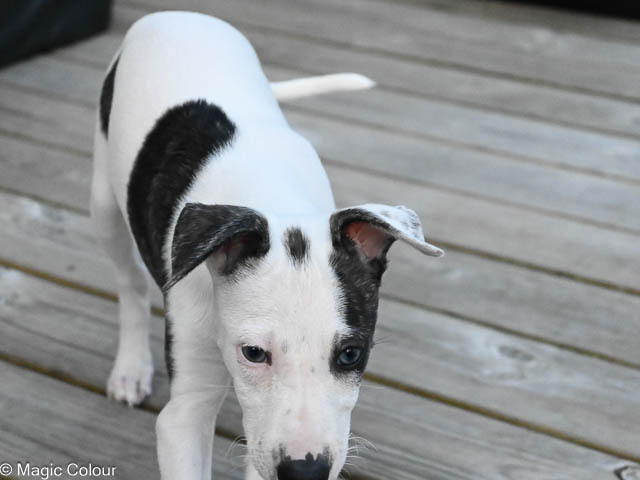 Kennel Magic Colour whippet