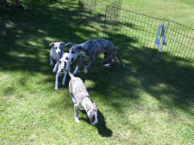 Kennel Magic Colour whippet
