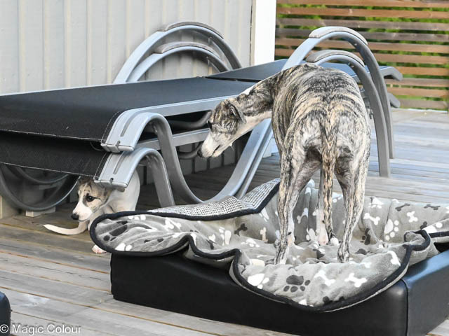 Kennel Magic Colour whippet