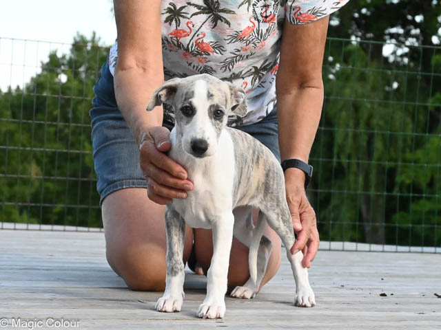 Kennel Magic Colour whippet