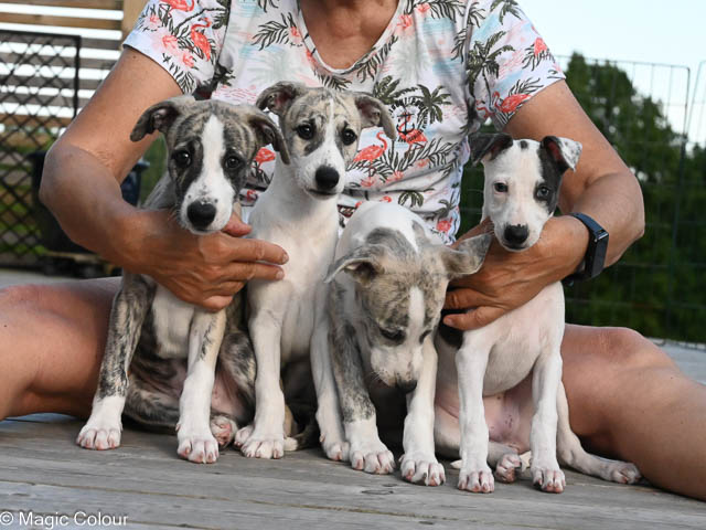 Kennel Magic Colour whippet