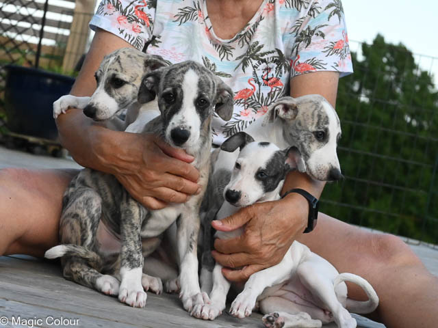 Kennel Magic Colour whippet