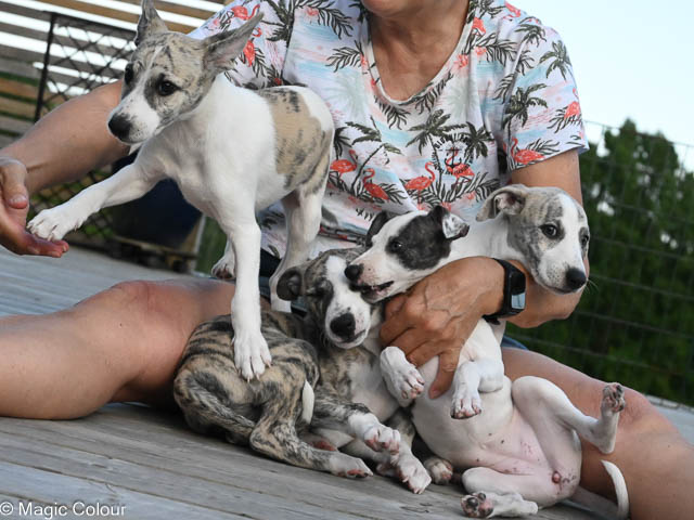 Kennel Magic Colour whippet