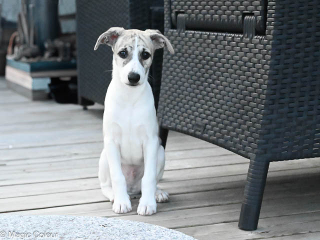 Kennel Magic Colour whippet