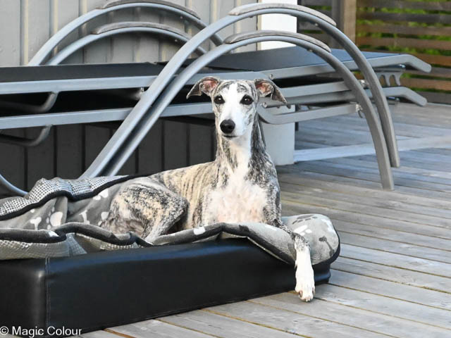 Kennel Magic Colour whippet
