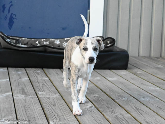 Kennel Magic Colour whippet
