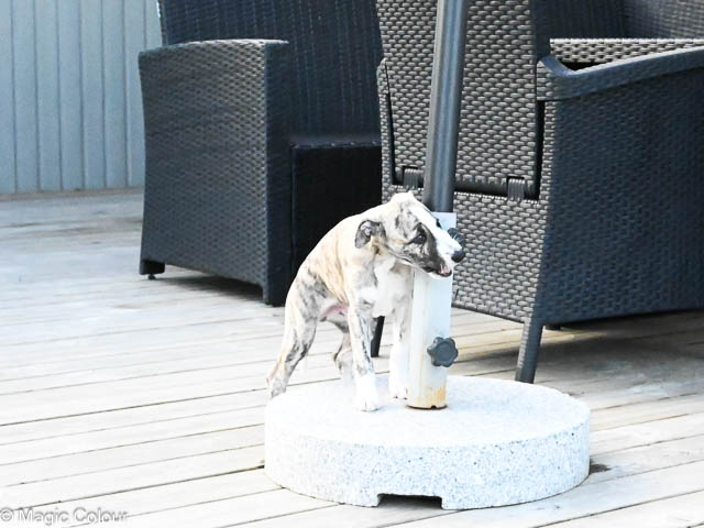Kennel Magic Colour whippet
