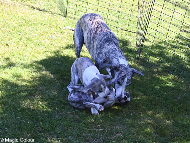 Kennel Magic Colour whippet