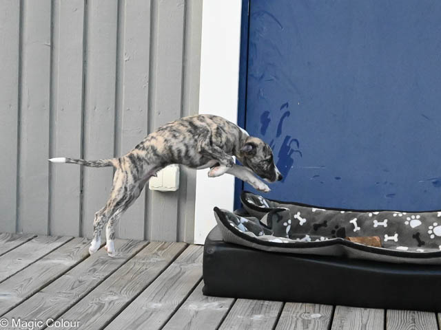 Kennel Magic Colour whippet