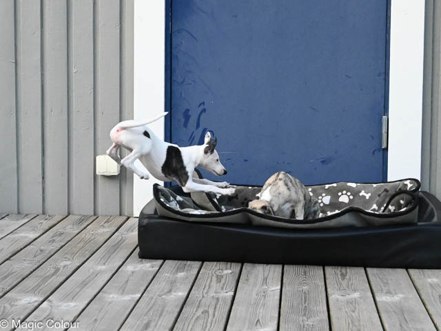 Kennel Magic Colour whippet