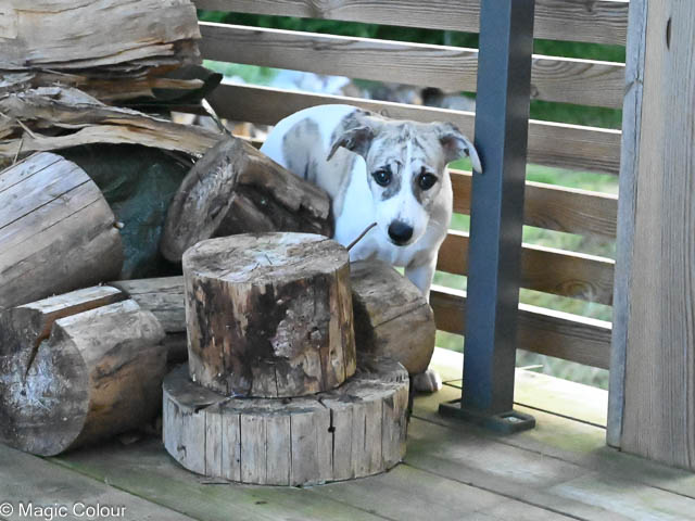Kennel Magic Colour whippet
