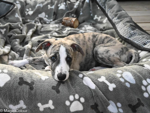 Kennel Magic Colour whippet